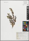 Foto von Salix repens subsp. argentea (Sm.) G. Camus & A. Camus